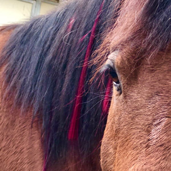 Colorful Mane & Tail Clip Ins