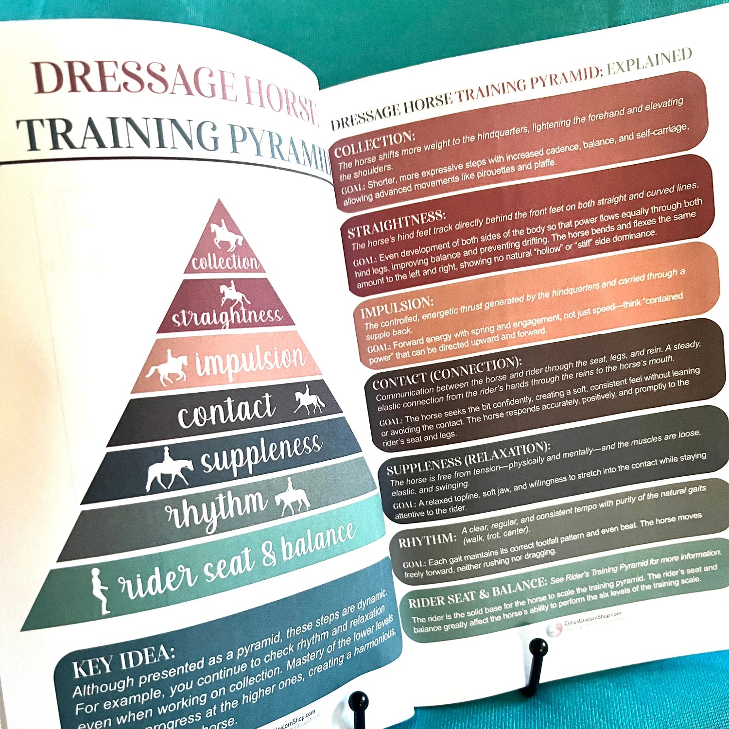 English Riding Lessons & Activities