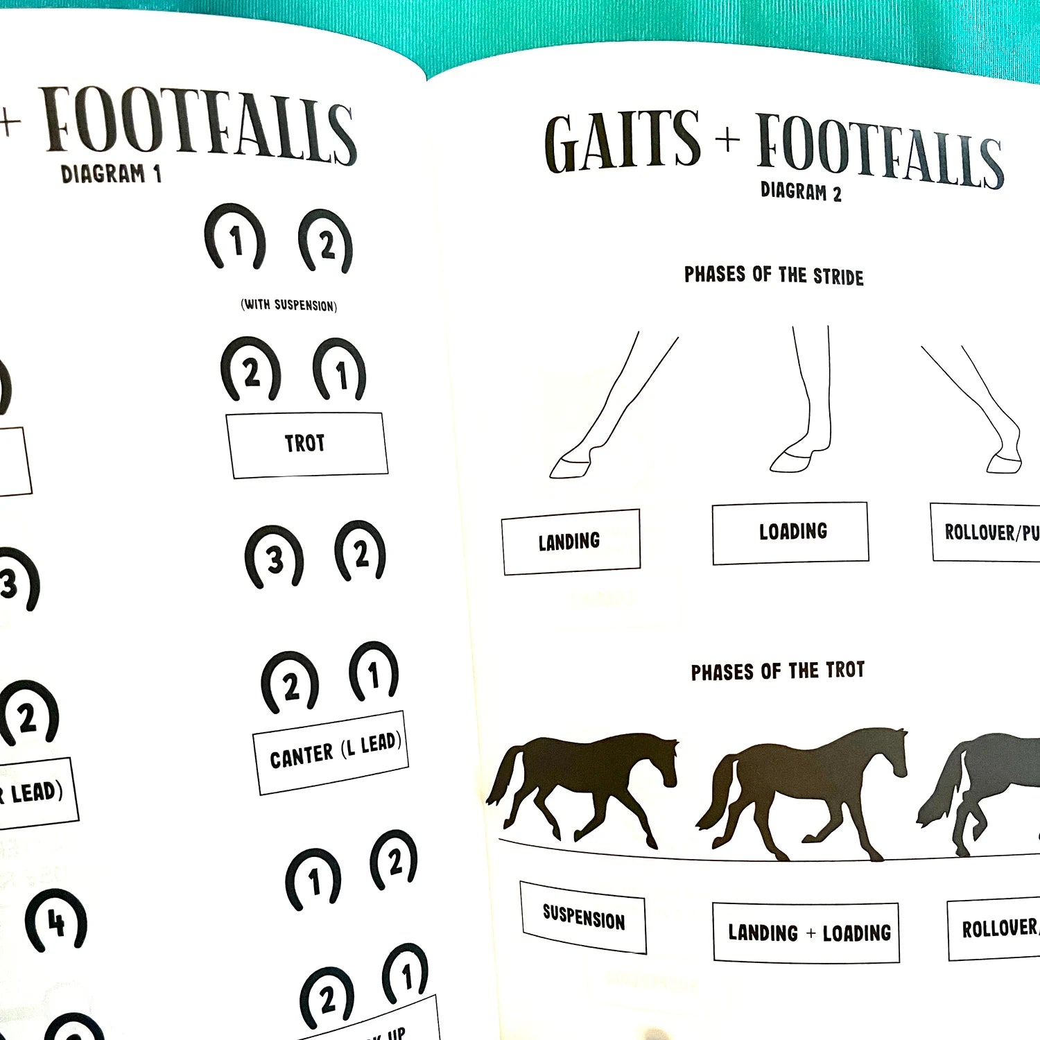English Riding Lessons & Activities