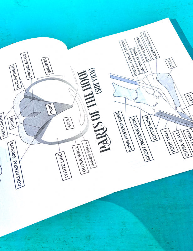 The Book of Equestrian Diagrams & Worksheets